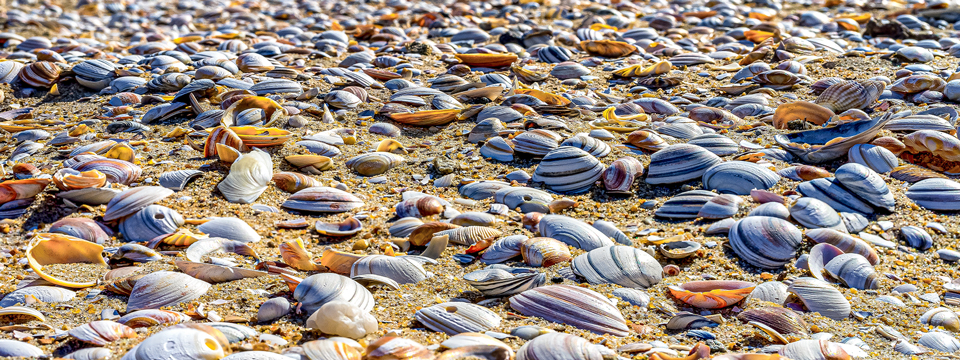 Premium Marine Oyster Cultivation
